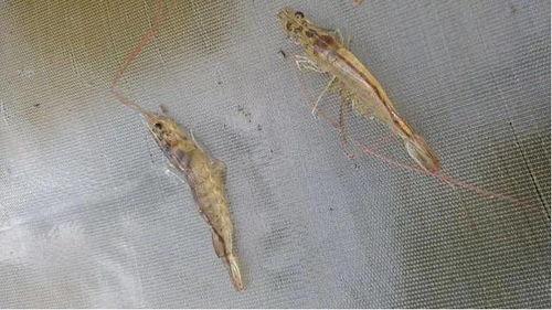 养殖对虾爆料怎么做视频,视频制作攻略全解析 第1张 养殖对虾爆料怎么做视频,视频制作攻略全解析 第1张